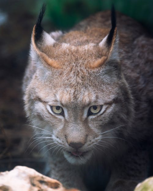 Gratis lagerfoto af bobcat, dyrefotografering, dyreliv Lagerfoto
