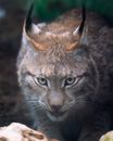 Close-Up Shot of a Bobcat Looking at Camera