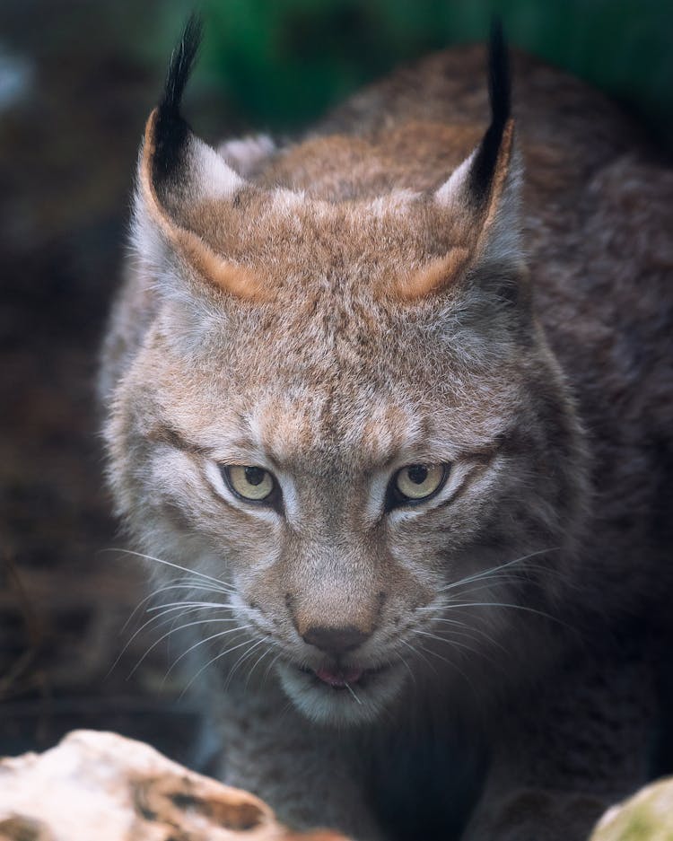 Close-Up Shot Of A Bobcat Looking At Camera