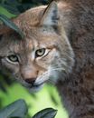 Close-Up Shot of a Bobcat Looking at Camera