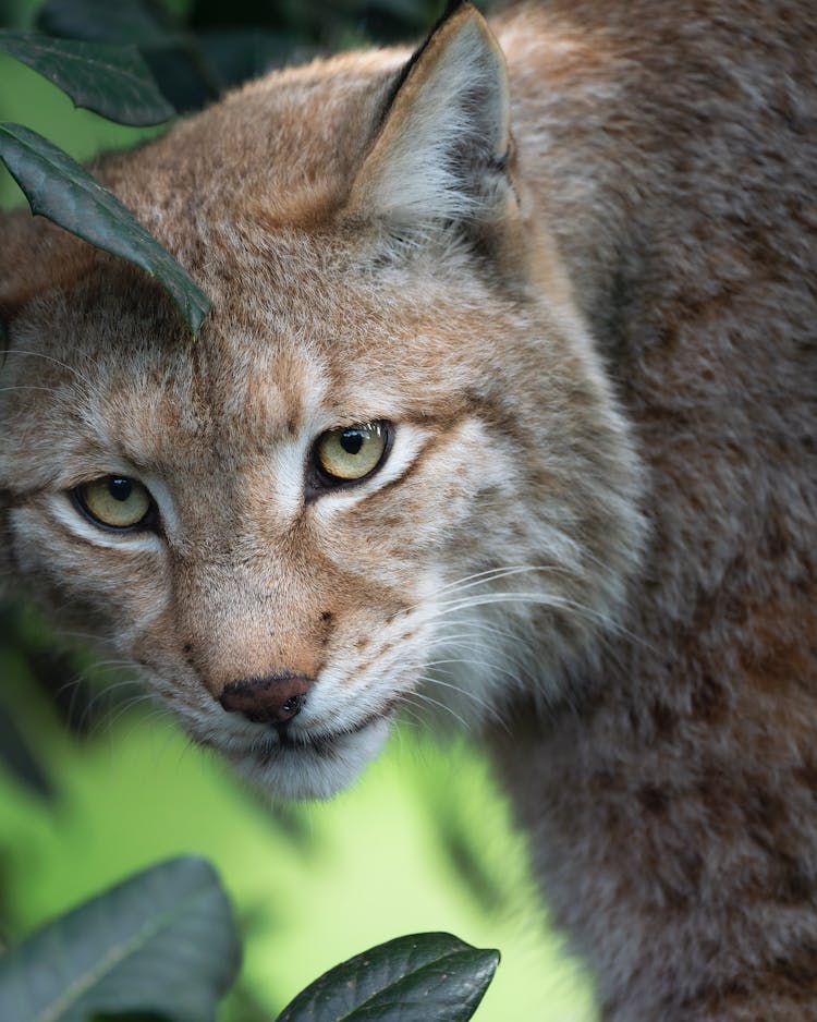 Close-Up Shot Of A Bobcat Looking At Camera