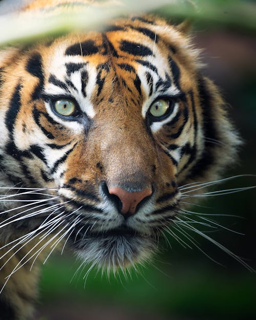 Tigress Photos, Download The BEST Free Tigress Stock Photos & HD Images