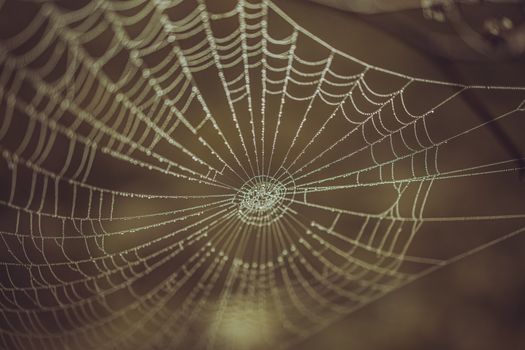 Detailed close-up of a spiderweb with dew drops, showcasing natural patterns and texture.