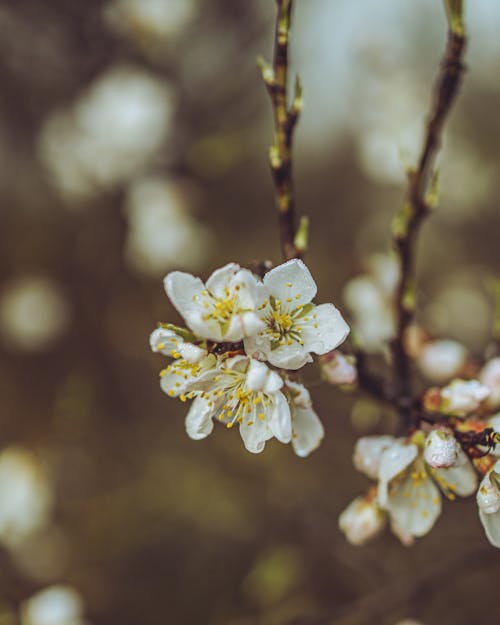 Close-Up Shot of White Cherry Blossoms in Bloom