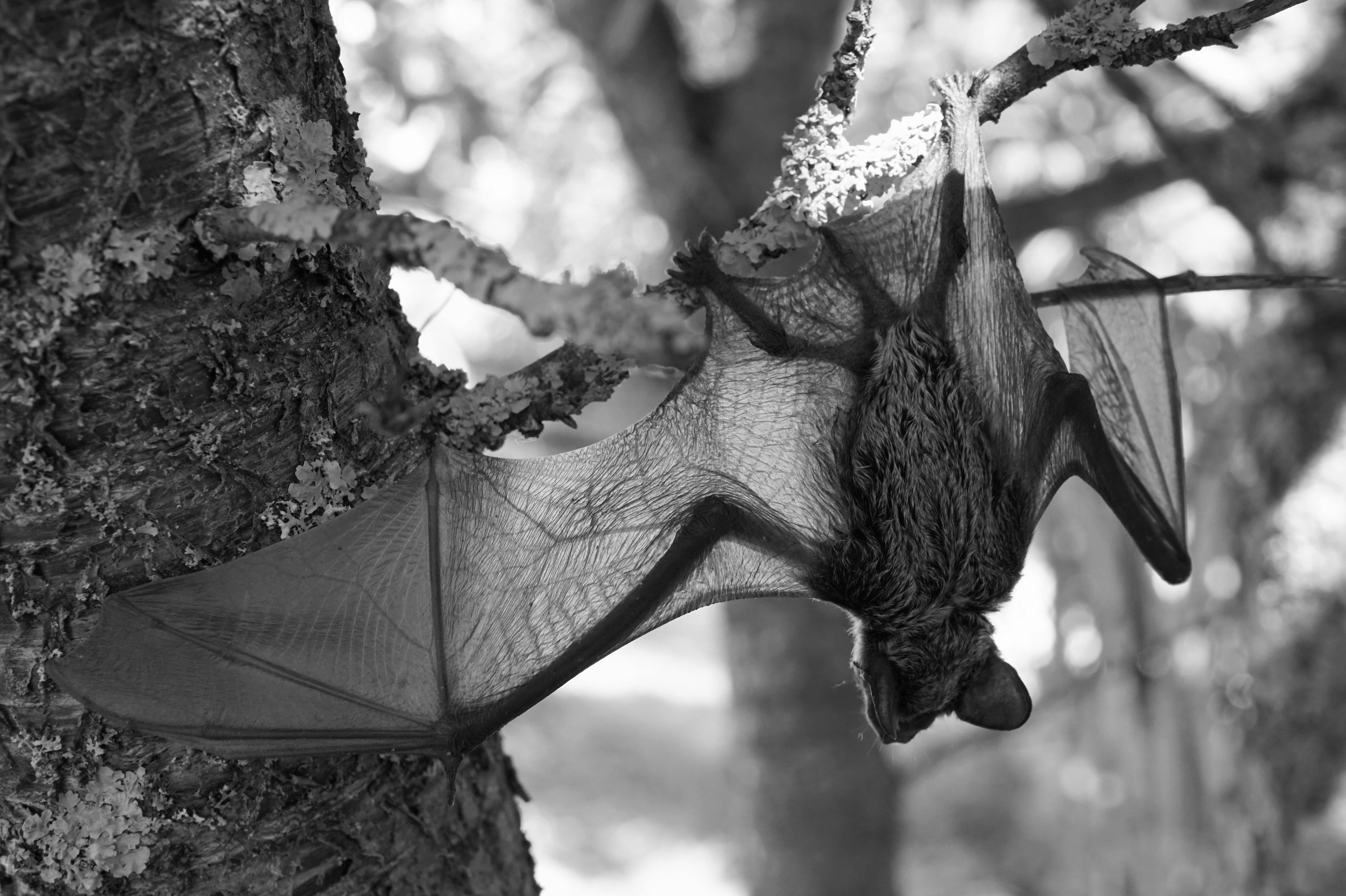Grayscale Photo of a Bat Hanging on a Tree Branch · Free Stock Photo
