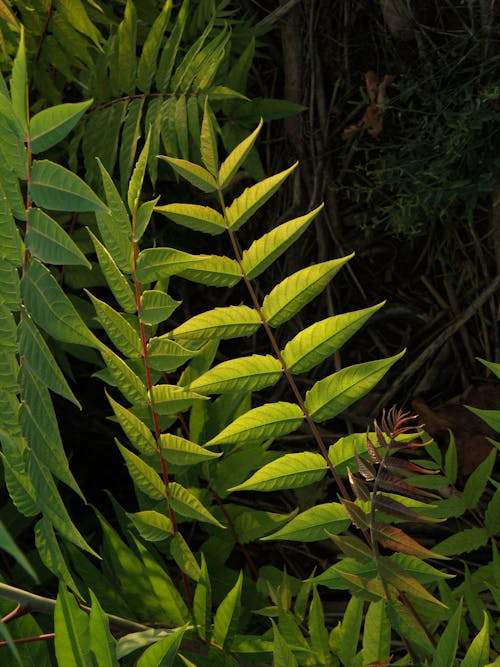 Green Fern Plant