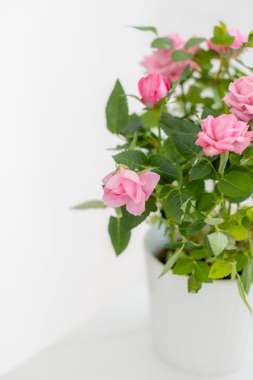 Foto stok gratis berbunga, buket, bunga merah muda