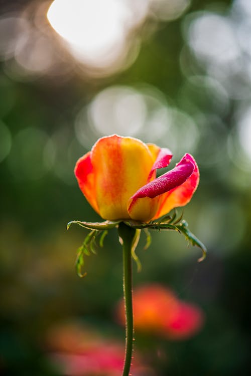 Free Close-Up Shot of a Rose in Bloom Stock Photo