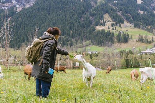 Woman Feeding Grass to Goat in Pasture