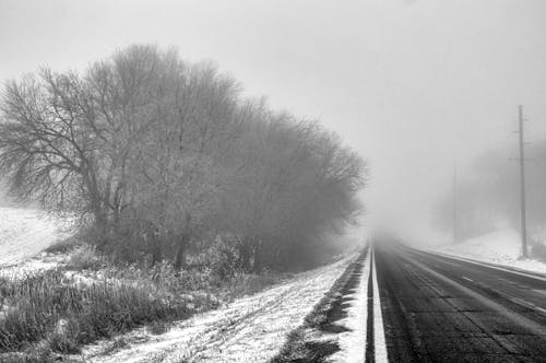 下雪的, 光秃秃的树木, 冬季 的 免费素材图片