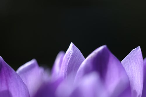 Free Close-Up Shot of a Purple Flower Stock Photo