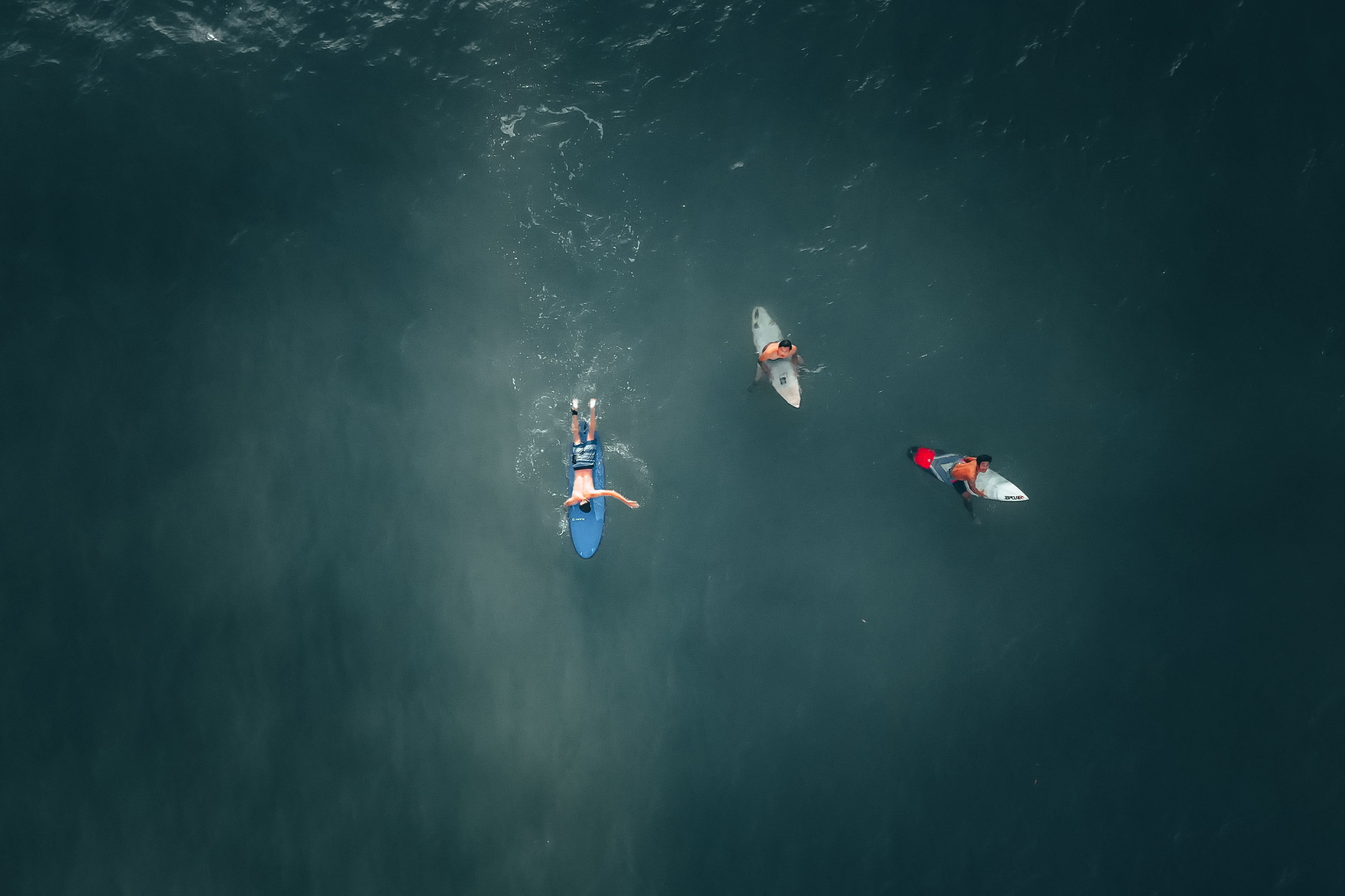 How to watch Shark Week 2025: Live TV &amp; streaming schedule for Discovery special — Photo by Pok Rie on Pexels