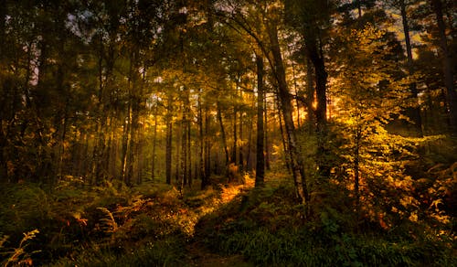 Základová fotografie zdarma na téma krajina, les, lesnatý kraj