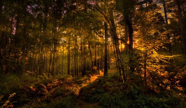 Sunbeams penetrating a lush forest, creating a magical glow at sunset.