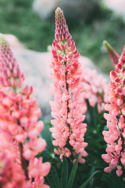 Pink Lupin Flowers in Bloom