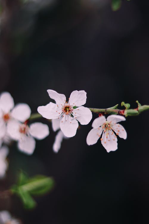 Close Up Photo of Small White Flowers