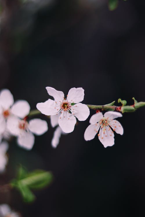 Základová fotografie zdarma na téma bílé květy, detail, flóra