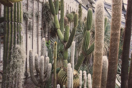 Cactus Plants Inside a Greenhouse
