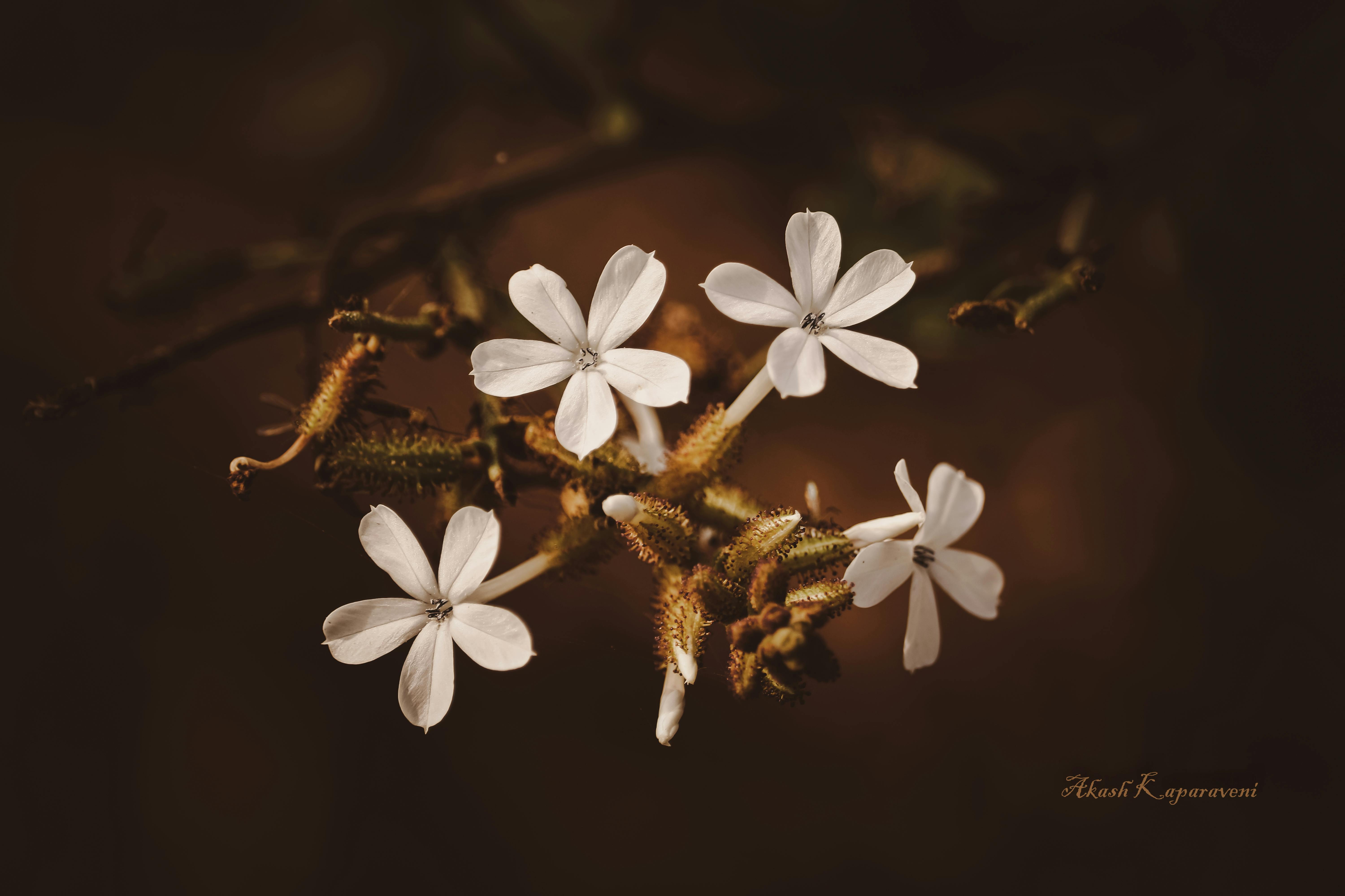 Langkah-langkah menggunakan pompa ASI elektrik