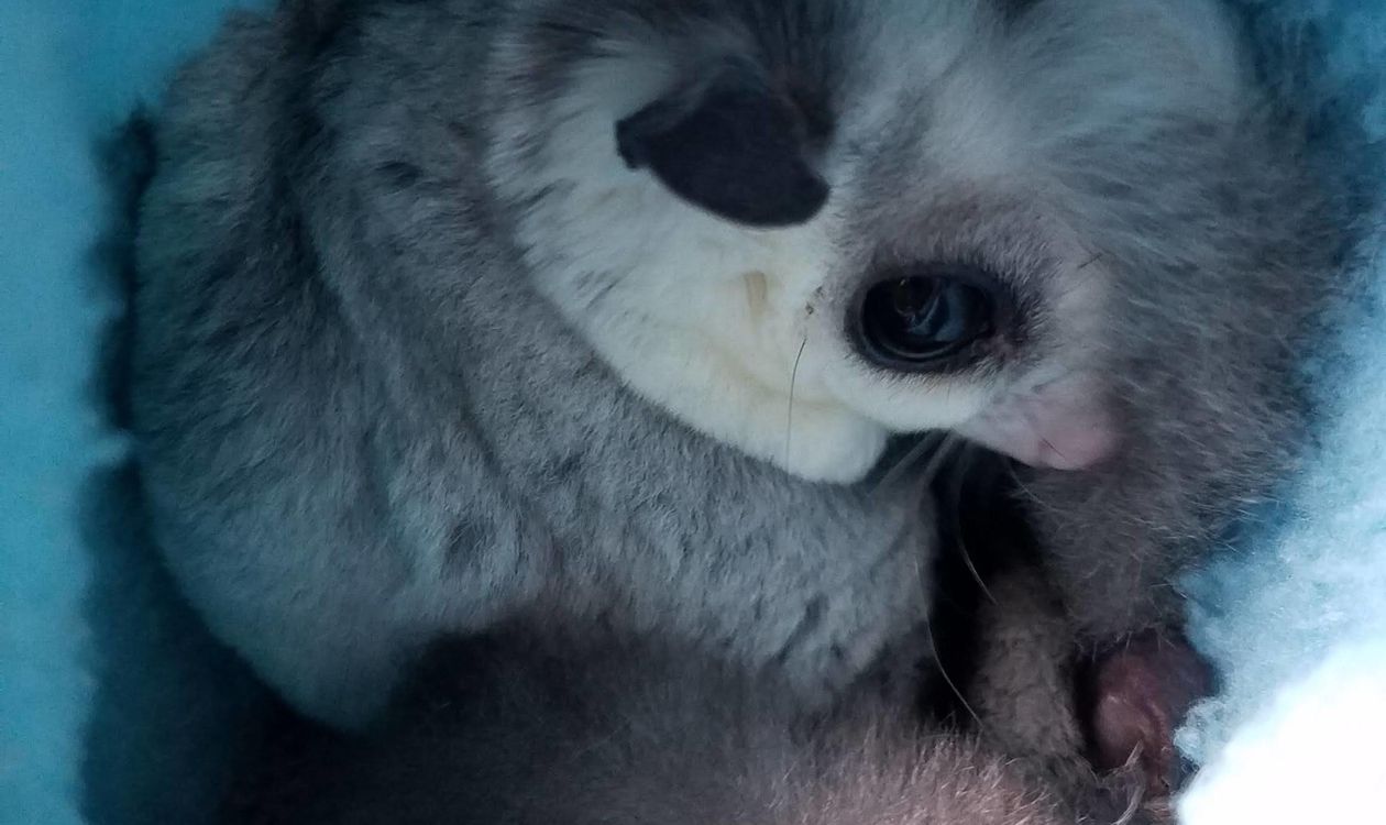 Sugar Glider Bakımı: Beslenme, Kafes, Sosyal Yaşam ve Sağlık
