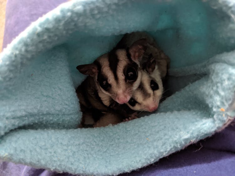 Sugar Gliders In A Pouch