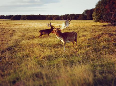 Two majestic deer roam a tranquil meadow at Klampenborg, Denmark, showcasing wildlife beauty.