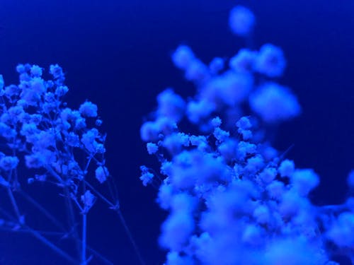 Foto d'estoc gratuïta de blau, flor bonica, fons fosc
