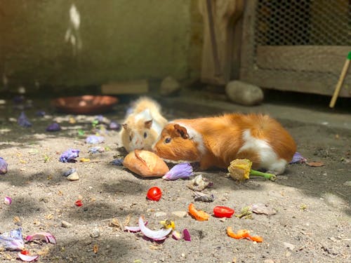 Foto d'estoc gratuïta de animals de granja, color, flors