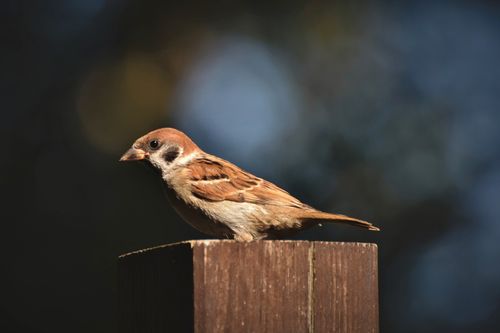 Free Close-up of an Eurasian tree sparrow perched on a wooden post in natural sunlight. Stock Photo