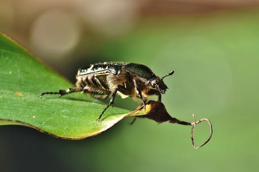 Detailed macro shot of a beetle perched on a green leaf, showcasing its textures and colors.