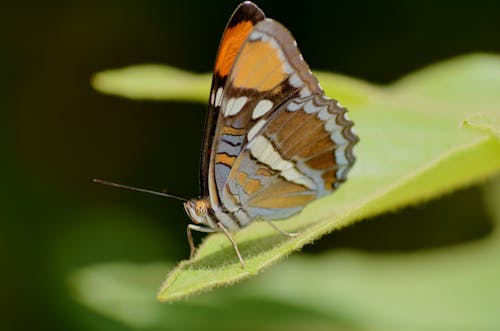 Close-Up Shot of Brown and Yellow Butterfly on Green Leaf