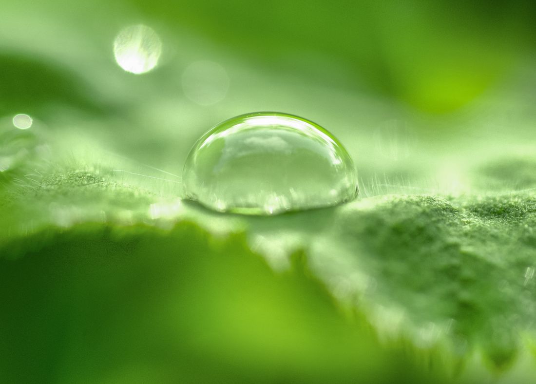 A water droplet resting on a vibrant green leaf.