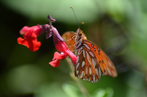 Free stock photo of animals, bugs, butterfly