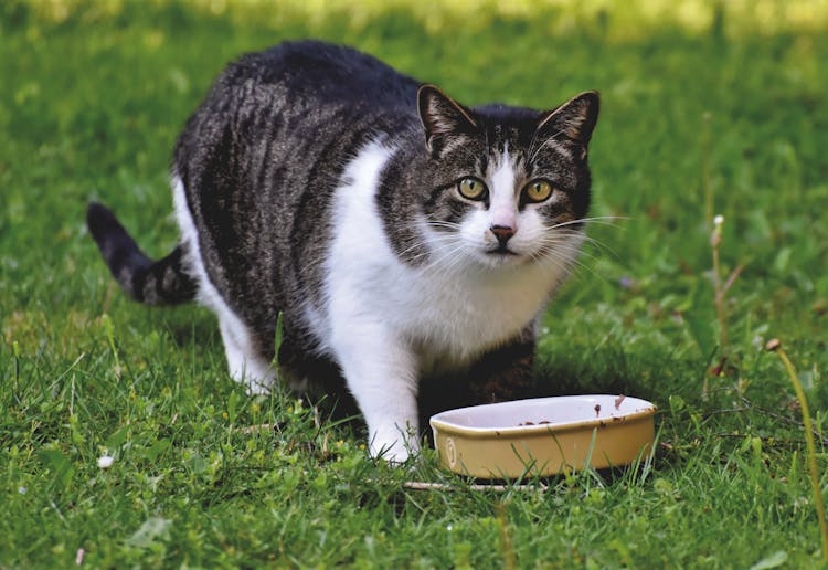 Close-Up Shot Of A Black And White Cat Eating On The Grass