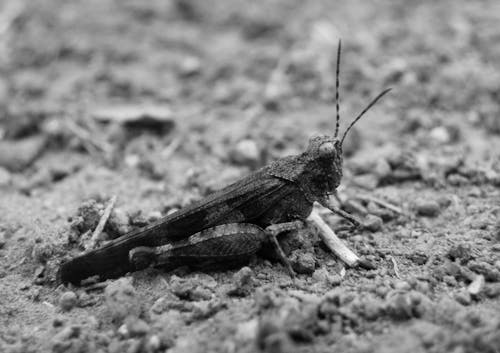 Free stock photo of bugs, close-up, grasshopper