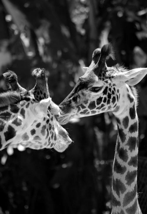 Close-Up Shot of Giraffes in Grayscale