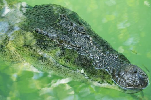 A Close-up Shot of an Alligator