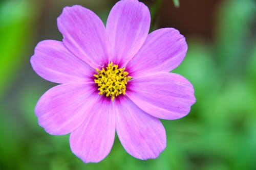 Free stock photo of beautiful flowers, flower, green