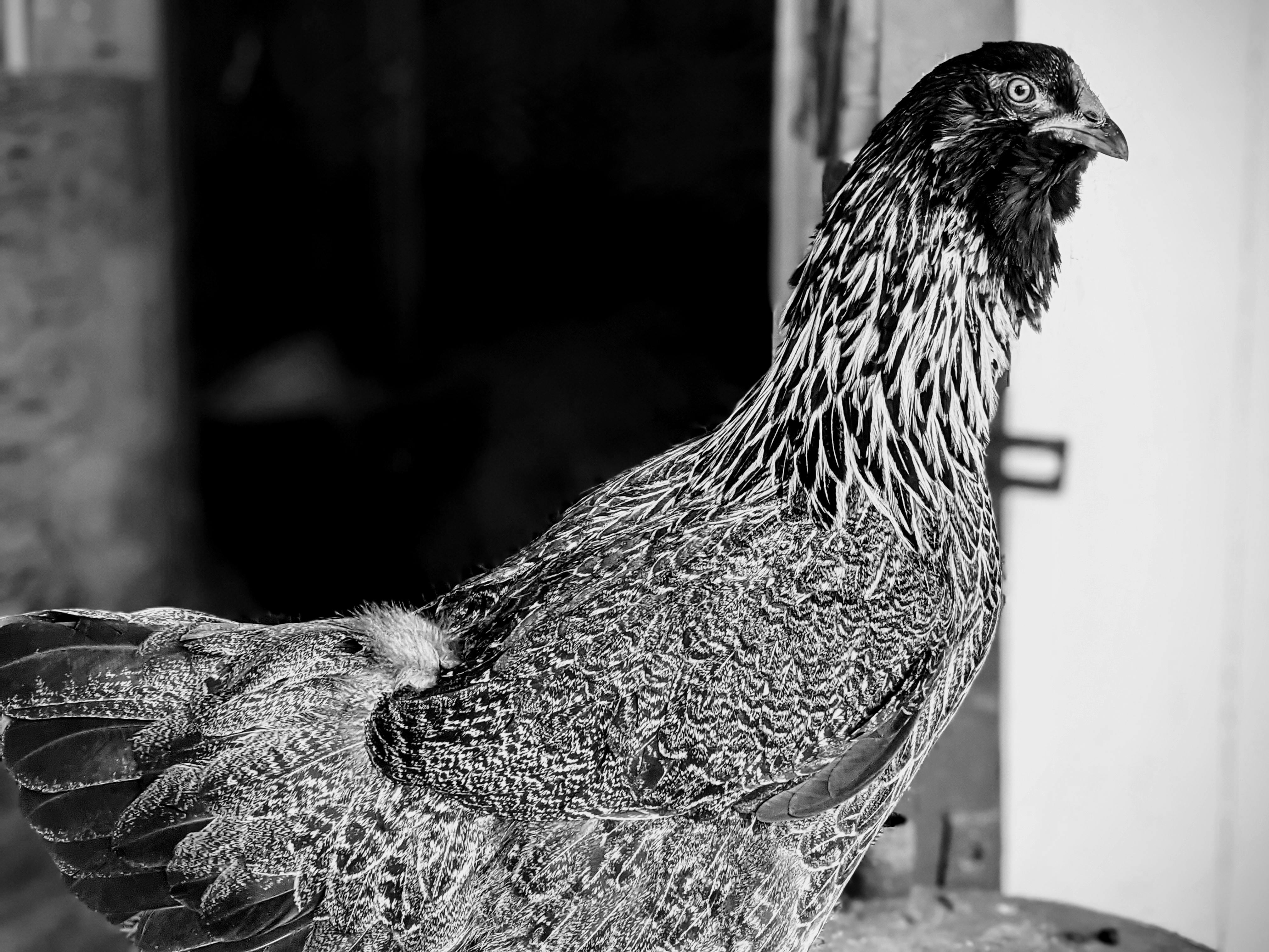 Monochrome close-up of an Americana hen showcasing intricate feather details.