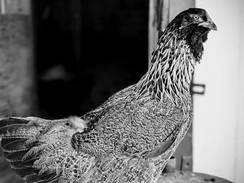 Monochrome Photo of a Chicken