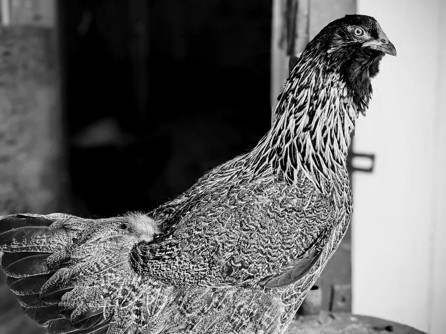 Monochrome close-up of an Americana hen showcasing intricate feather details.