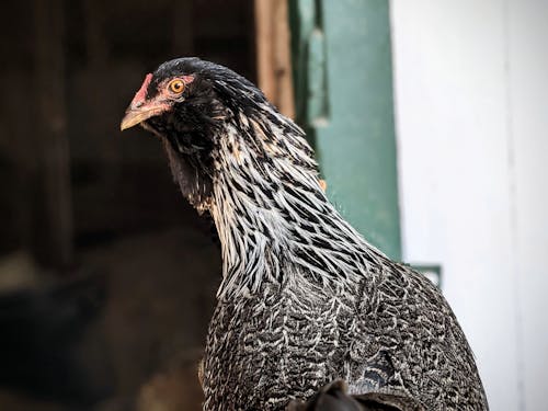 Close-up Shot of a Black and White Feathered Hen