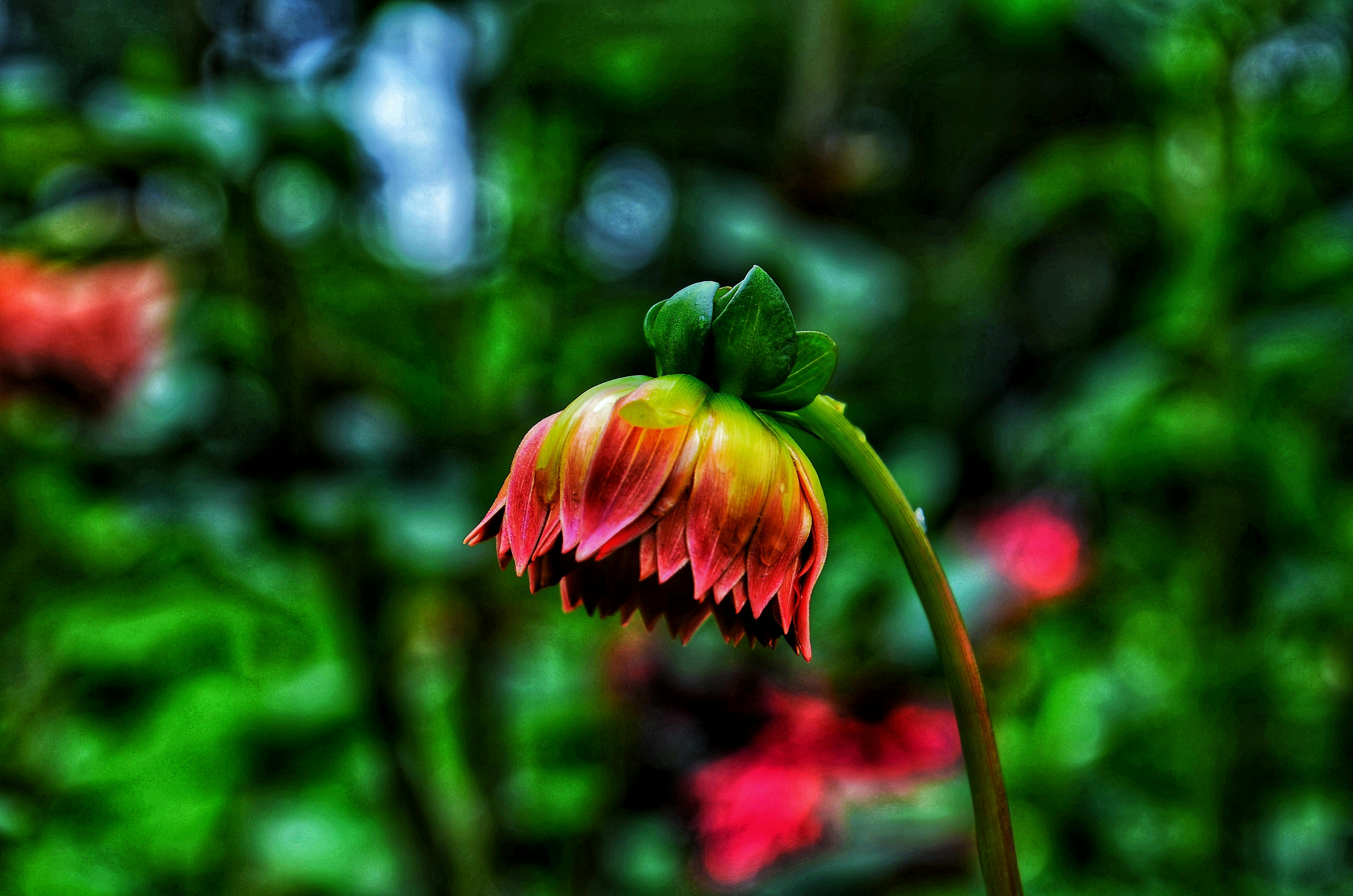 Menakjubkan 15 Gambar Bunga  Matahari Yang Bagus  Gambar 