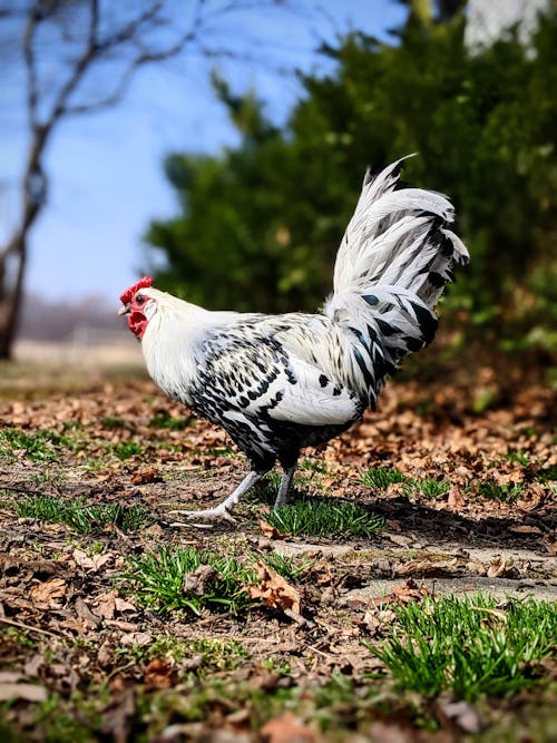 Free White and Black Chicken on Brown Soil Stock Photo