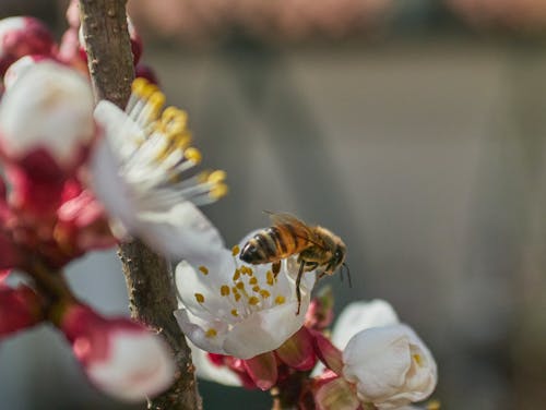 Photos gratuites de abeille, fleur de cerisier, printemps