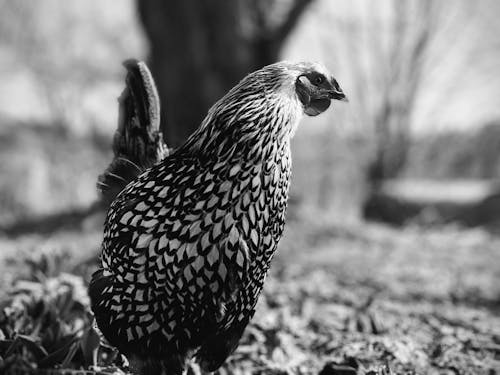 Grayscale Photo of a Silver Laced Wyandotte Chicken