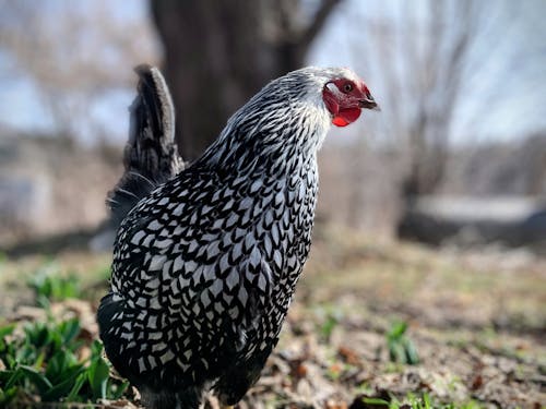 Selective Focus Photo of a Silver Laced Wyandotte Chicken
