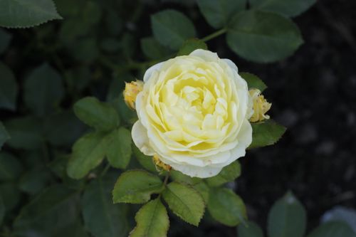 Free A soft, delicate yellow rose blooms surrounded by lush green leaves, captured from above. Stock Photo