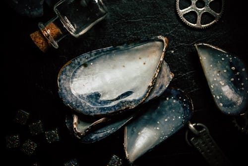 Large seashells placed near metal gear wheel
