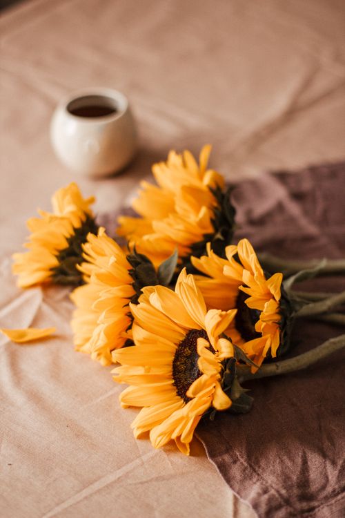 Free High angle of blossoming bouquet of sunflowers near ceramic white cup with tea placed on textile on table in bright place Stock Photo
